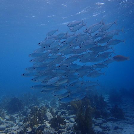 Villa Gobernador Bonaire クラレンダイク エクステリア 写真