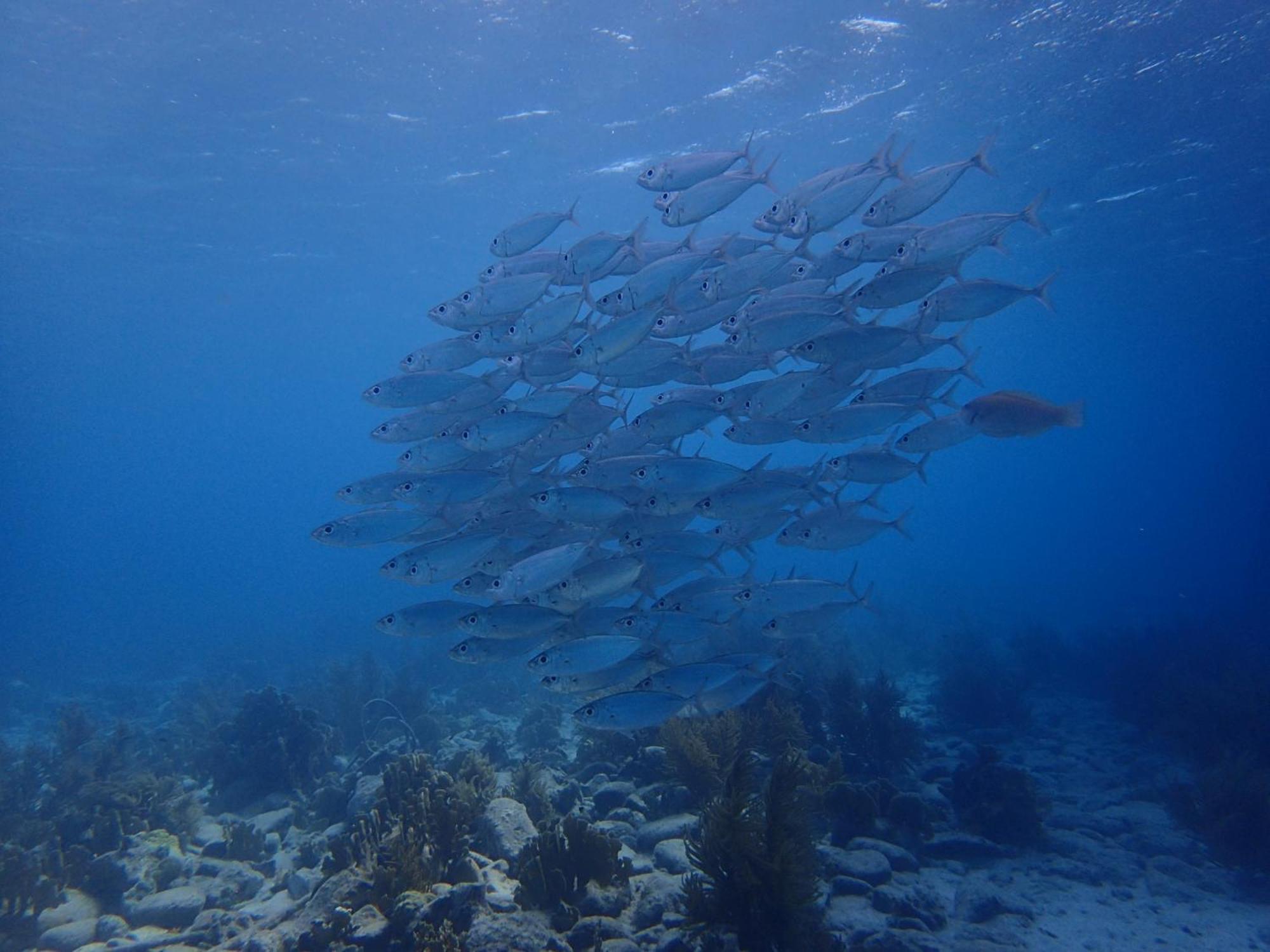 Villa Gobernador Bonaire クラレンダイク エクステリア 写真